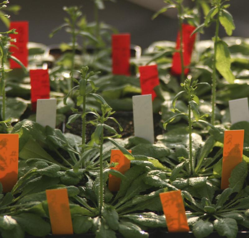 Culture en serres de différentes plantes du modèle Arabidopsis Thaliana