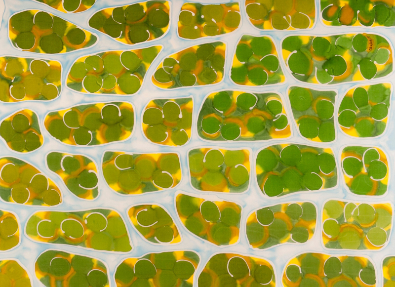 Feuille de mousse murale vue au
            microscope