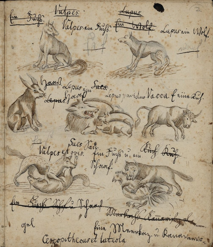 Manuscrits allemands. Dessins
            d’animaux, exécutés par le poète Ludwig Uhland, enfant.