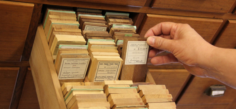 Spécimens de bois tropicaux de la
          Xylothèque.