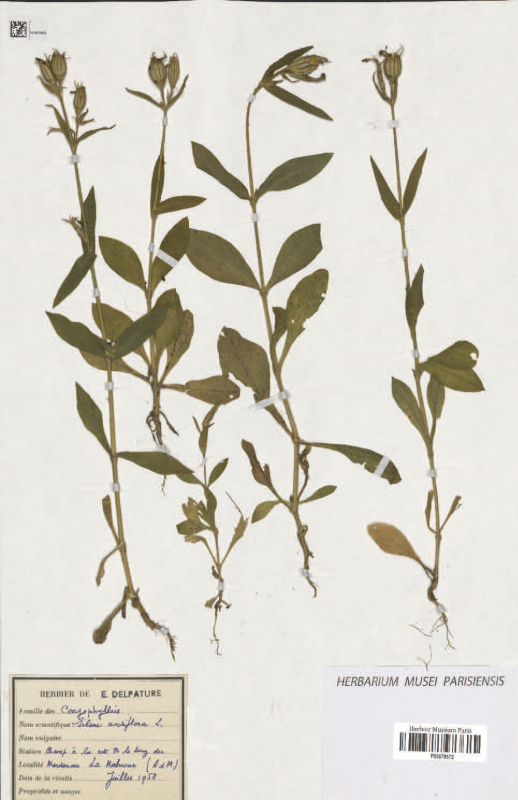 Planche de Silene noctiflora, spécimen intégré dans la mission « Silènes du Maghreb » sur le site des Herbonautes. Herbier Muséum de Paris, herbier Delpature.