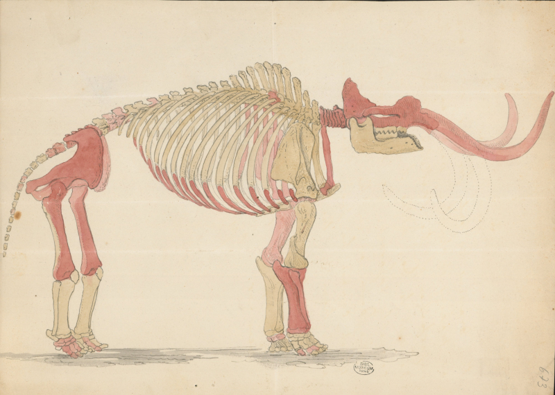 Georges Cuvier, Mastodonte, Dessin au crayon et à l’encre. Muséum national d’histoire naturelle, Ms 630, f. 638