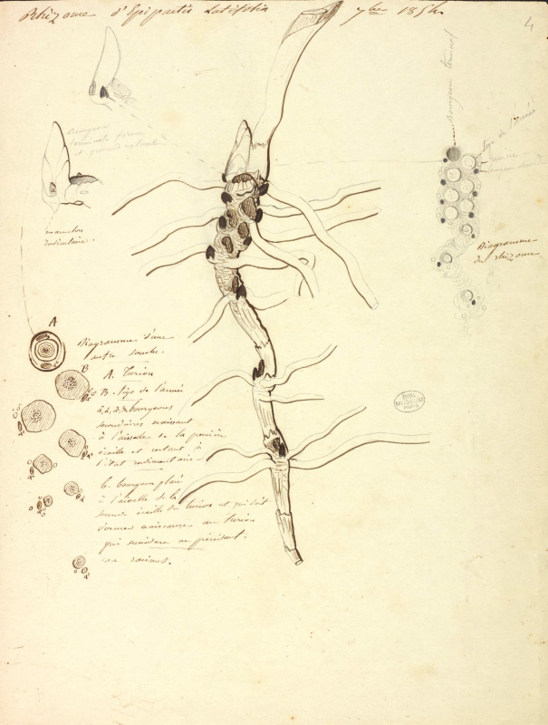 Jean-Henri Fabre, Rhizome d’Epipactis latifolia, 1855-1856. Esquisse à l’encre et au crayon. Muséum national d’histoire naturelle, Ms FAB 3 IV A