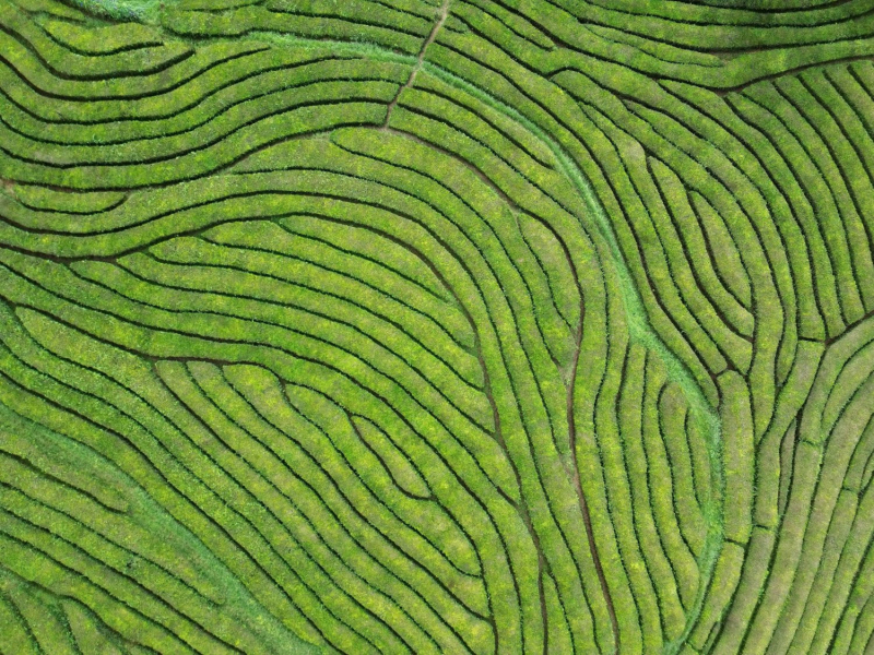 Vue aérienne d’une plantation de thé