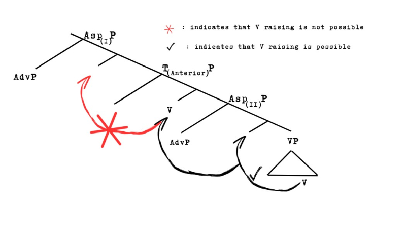 Figure 3: Verb Raising as a diagnostic for the Asp(I)/Asp(II) distinction