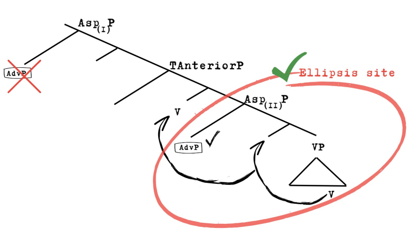 Figure 4: VP ellipsis as a diagnostic for the Asp(I)/Asp(II) distinction in BP