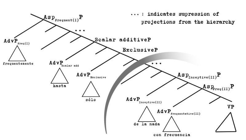 Figure 5: The position of Asp(I) and Asp(II) adverbs relative to focusing adverbs