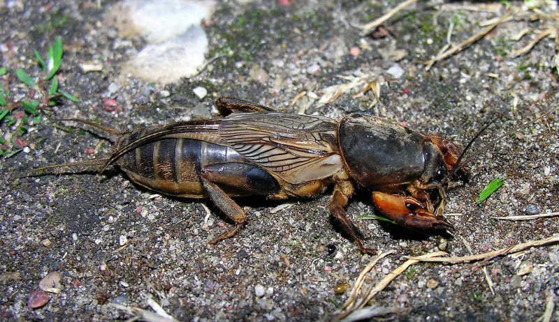 Figure 1. – Mole cricket.