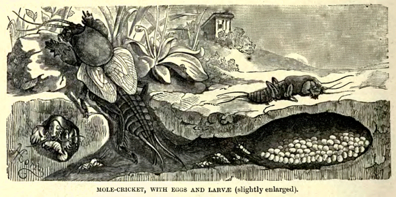 Figure 2. – The life cycle of the mole cricket.