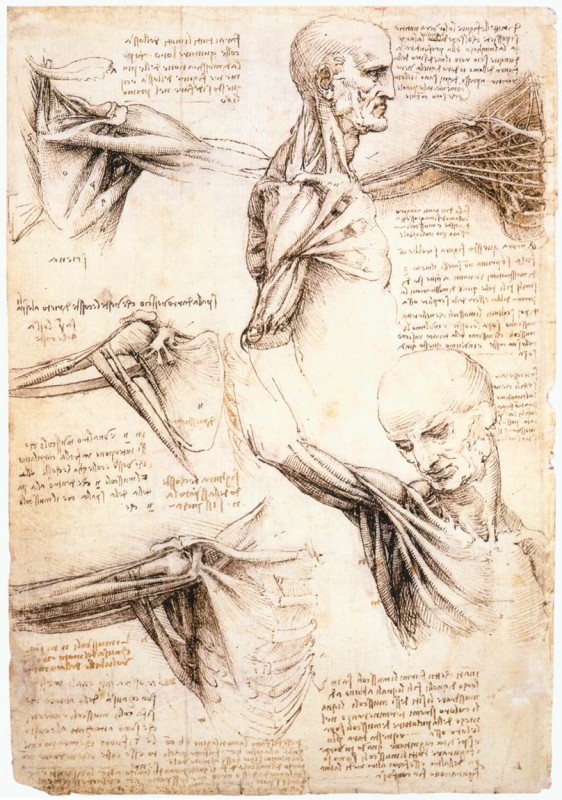 Léonard de Vinci, Études anatomiques, vers 1510-1511, 289 x 199 mm 