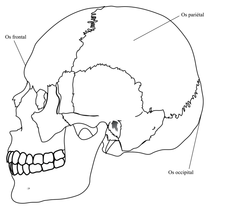 Figure 1 : Schéma anatomique du crâne humain