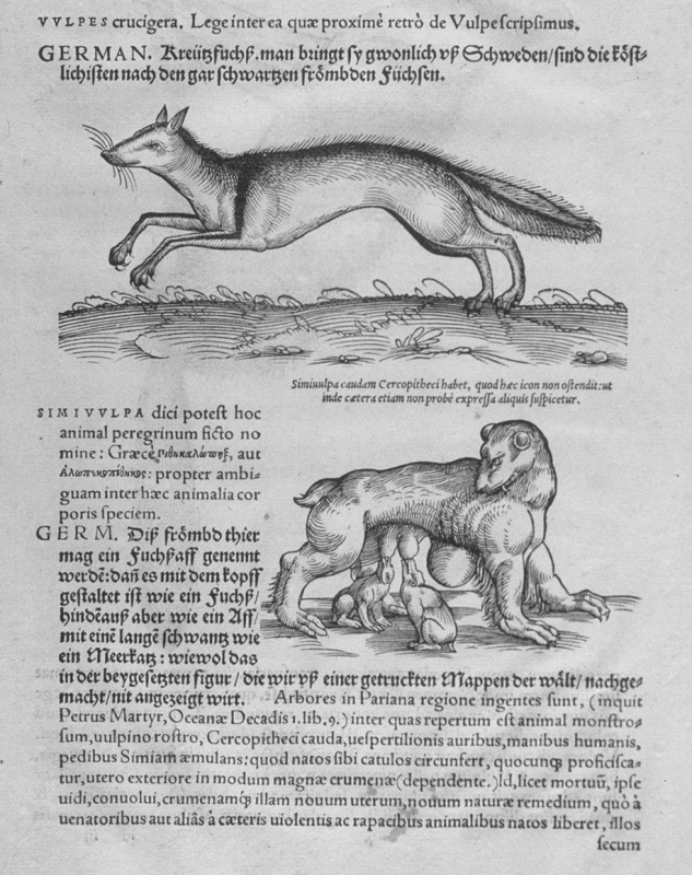 Fig. 6. Conrad Gesner, Icones animalium quadrupedum viviparorum et oviparorum… op. cit., vol. 1, p. 90.