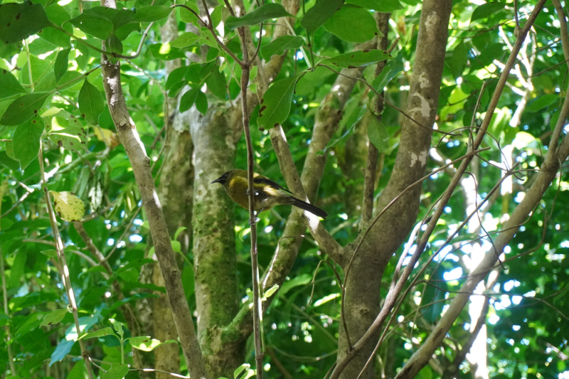 Figure 2. Korimako Tiritiri Matangi island, November 2024