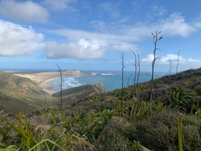 Figure 6. Harakeke at Te Rerenga Wairua, August 2023