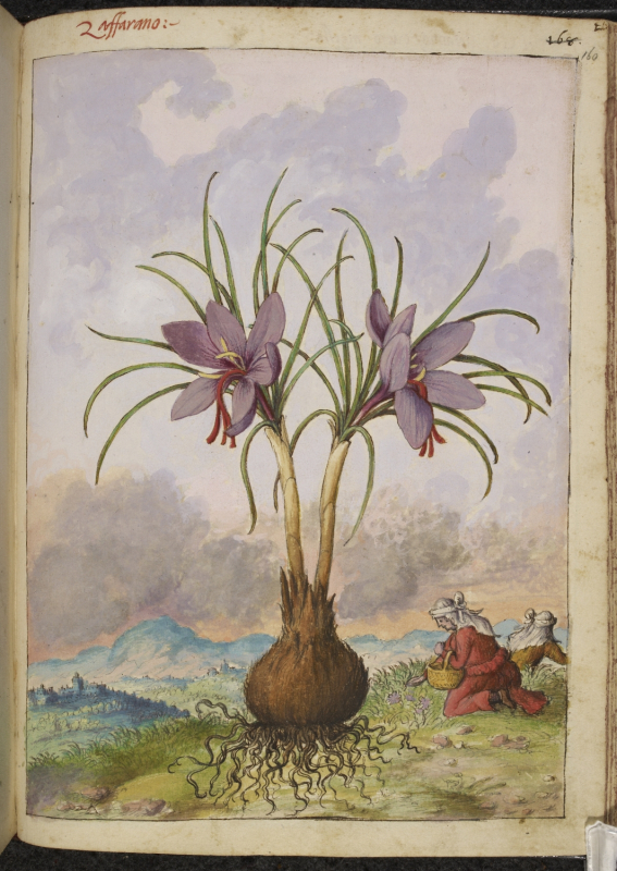 Fig. 13. Gherardo Cibo, Herbarium, crocus sativus, 1532, f. 160.