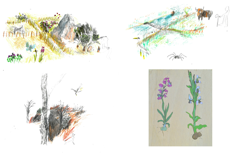Fig. 14. Clémence Mathieu, Micarea prasina, Anacamptis morio, Ophrys apifera, Geranium lucidum, gravures sur bois et crayons de couleur, 2021.