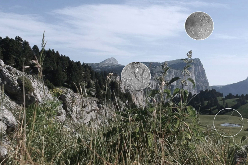 Fig. 1. Gwénaëlle Plédran, Illustration d’un bactério-terroir, photomontage, MEUH, 2018-2020.