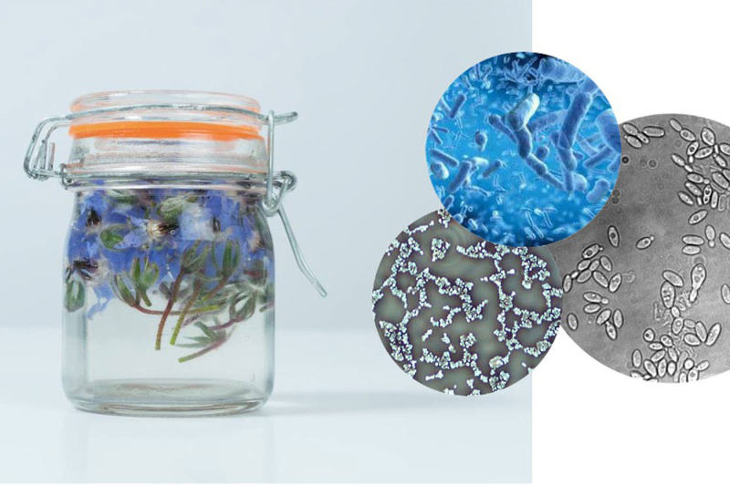 Fig. 3. Gwénaëlle Plédran, Un paysage en bocal – principes de fermentation par des micro-organismes, photomontage, MEUH, 2018-2020.