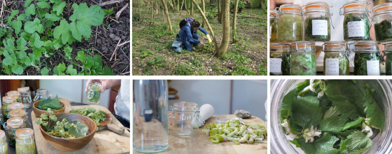 Fig. 6. Gwénaëlle Plédran, Pratique de cueillette – fermenter à Paris à partir des produits locaux, plantes sauvages, eau de source série photographique du protocole de fermentation, MEUH, 2018-2020.